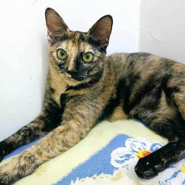 Kitten＃2 Caramel - Tortoiseshell Cat