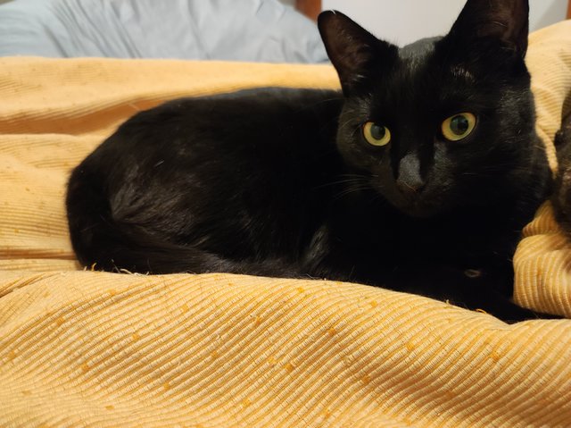 Blackie - Domestic Short Hair Cat