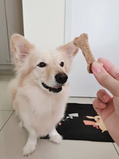 Golden - Mixed Breed Dog