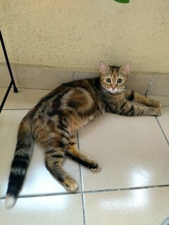 Hana - American Shorthair + Domestic Short Hair Cat