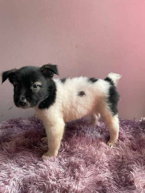 Happy Little Siblings 🐶❤️ - Mixed Breed Dog