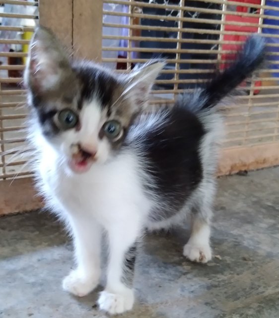Jery  - Domestic Short Hair Cat