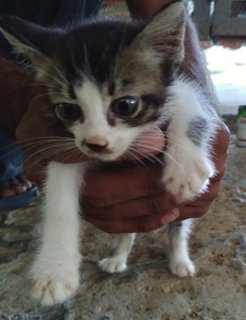 Jery  - Domestic Short Hair Cat