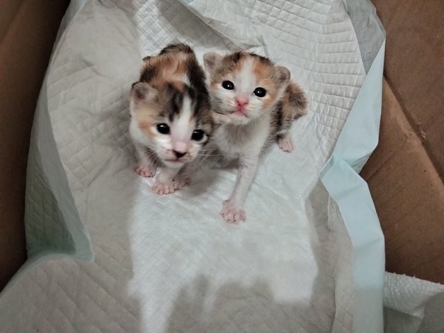 Baby Kitten's - Calico Cat