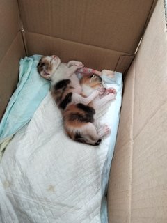 Baby Kitten's - Calico Cat