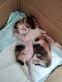 Baby Kitten's - Calico Cat