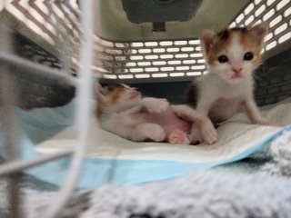 Baby Kitten's - Calico Cat