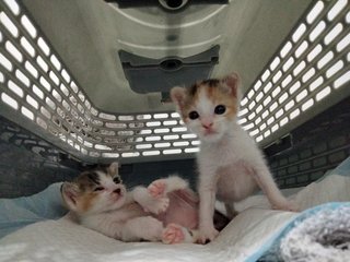 Baby Kitten's - Calico Cat