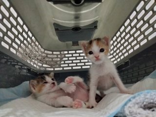 Baby Kitten's - Calico Cat