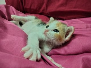 Baby Kitten's - Calico Cat