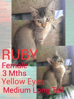 Ruby - Domestic Short Hair Cat