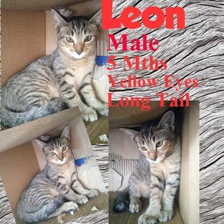 Leon - Domestic Short Hair Cat