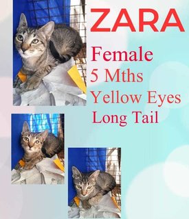 Zara - Domestic Short Hair Cat