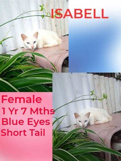 Isabell - Domestic Short Hair Cat