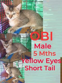 Obi (One Kenobi) - Domestic Short Hair Cat