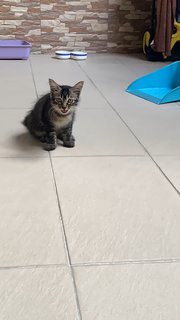 Smol Kitty - Domestic Medium Hair Cat