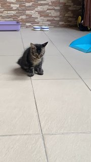 Smol Kitty - Domestic Medium Hair Cat