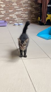 Smol Kitty - Domestic Medium Hair Cat