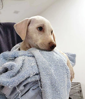 Oscar  - Mixed Breed Dog