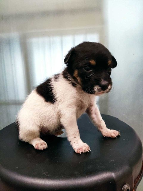 Quardro Mongrel Pups - Mixed Breed Dog