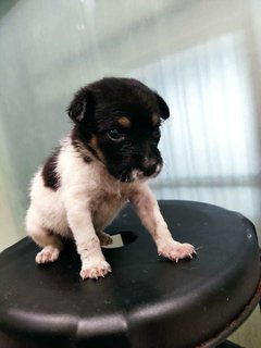 Quardro Mongrel Pups - Mixed Breed Dog