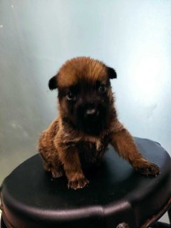 Quardro Mongrel Pups - Mixed Breed Dog