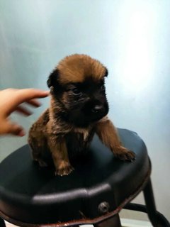 Quardro Mongrel Pups - Mixed Breed Dog