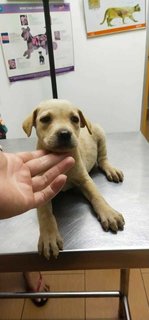 Quardro Mongrel Pups - Mixed Breed Dog