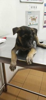Quardro Mongrel Pups - Mixed Breed Dog