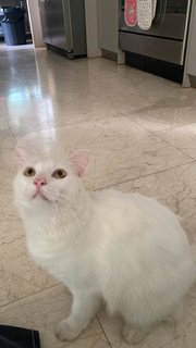 Tyron, Bo Gum And Cheesecake - Domestic Medium Hair Cat