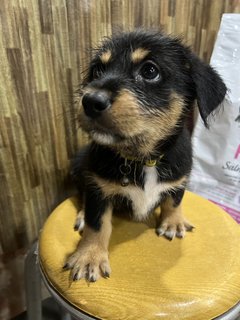 Yellow - Short Leg Medium Size Bread - Mixed Breed Dog