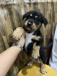 Yellow - Short Leg Medium Size Bread - Mixed Breed Dog