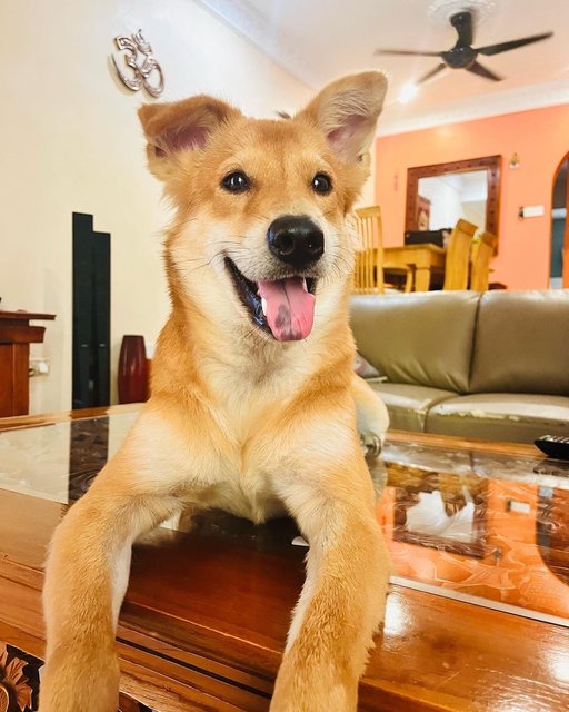 Abhi - Mixed Breed Dog