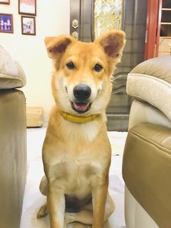 Abhi - Mixed Breed Dog