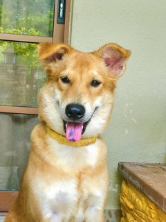 Abhi - Mixed Breed Dog