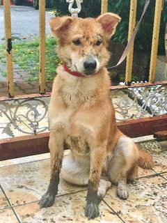 Abhi - Mixed Breed Dog