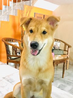 Abhi - Mixed Breed Dog