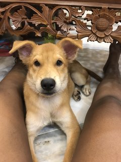 Abhi - Mixed Breed Dog