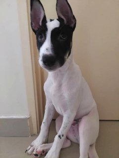 Ceasar - Mixed Breed Dog