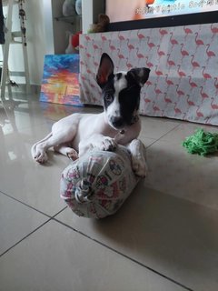 Ceasar - Mixed Breed Dog