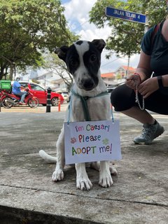 Ceasar - Mixed Breed Dog