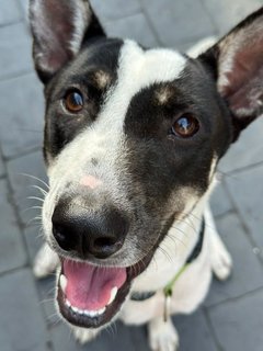 Ceasar - Mixed Breed Dog