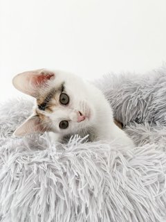 Daffodil  - Domestic Short Hair Cat