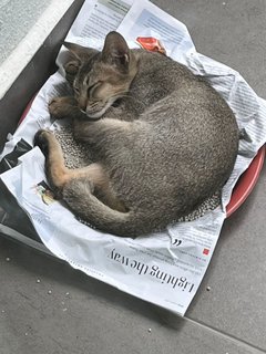 Mother And Kitten - Domestic Short Hair Cat