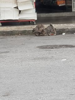 Mother And Kitten - Domestic Short Hair Cat