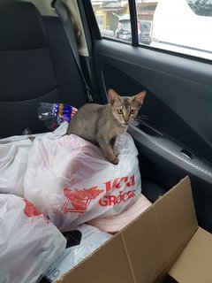 Mother And Kitten - Domestic Short Hair Cat