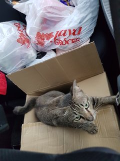 Mother And Kitten - Domestic Short Hair Cat