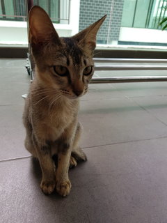 Mother And Kitten - Domestic Short Hair Cat