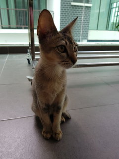 Mother And Kitten - Domestic Short Hair Cat