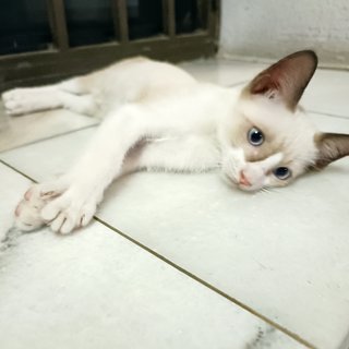 Kitten＃3 Cream - Snowshoe Cat